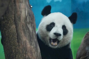 张嘴卖萌的可爱大熊猫