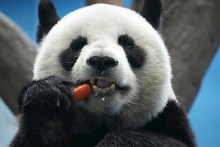 熊猫吃胡萝卜超可爱
