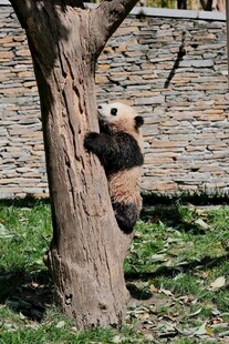熊猫抱树干憨态可掬