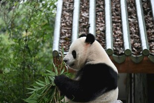 熊猫惬意进食竹叶