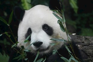 可爱熊猫进食中的瞬间