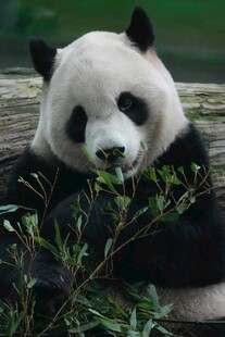 憨态熊猫进食鲜嫩竹子