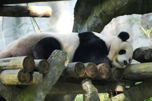 熊猫慵懒躺于木架上