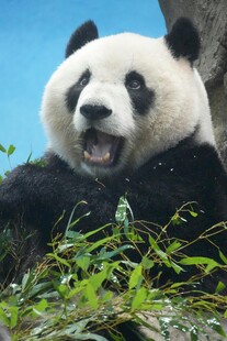 憨态熊猫惬意食竹