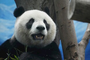 憨态可掬的大熊猫