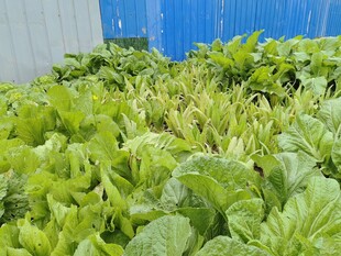 温室中的鲜嫩绿色蔬菜