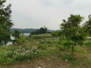 湖畔绿意盎然的自然景致