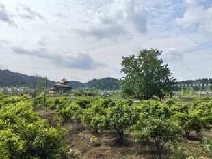 田园绿意盎然的葡萄种植地