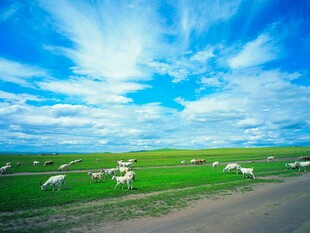 草原公路旁的牧羊景象
