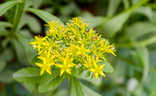 黄色小花绽放翠绿间