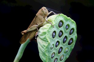 螳螂栖息于莲蓬之上