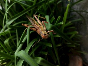 草丛中的棕色蚂蚱