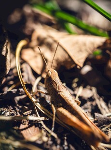 草丛中的棕色蚂蚱