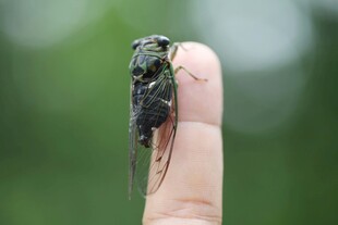 指尖上的小昆虫