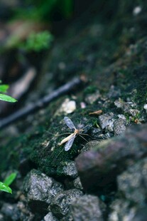 岩石上的小昆虫