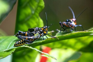绿叶上的多彩昆虫
