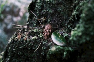 树皮上的红棕色小昆虫