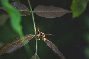 绿叶上的长翅昆虫