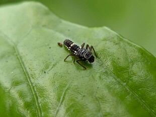 绿叶上的小蜘蛛