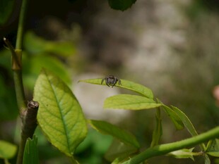 绿叶上的小昆虫
