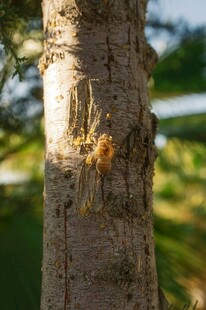 树干上的金色光斑