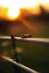 夕阳下栏杆上的小昆虫