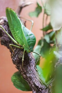 树枝上的翠绿蝈蝈