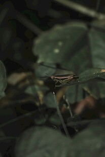 绿叶间的条纹昆虫