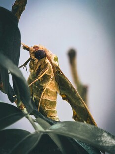 绿叶上的大蛾子