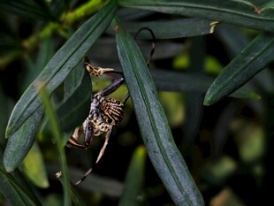 绿叶间的斑斓昆虫