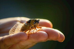 手掌上的蝉