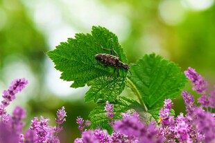 绿叶上的甲虫与紫花