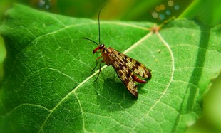 绿叶上的多彩小昆虫