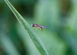 绿叶上的小昆虫