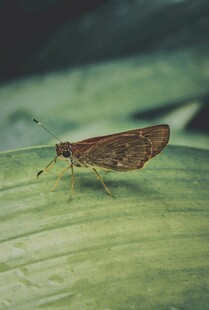 绿叶上的棕色小蝴蝶