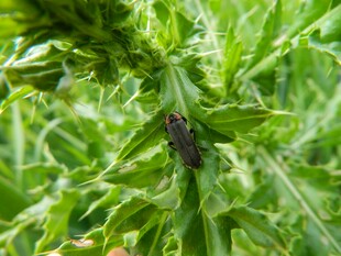 绿叶间的黑色甲虫