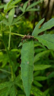 绿叶上的昆虫