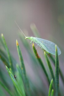 绿叶上的浅绿色小昆虫