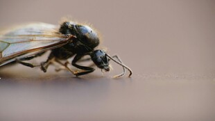 微距下的黑色昆虫特写