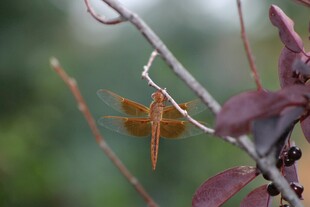 枝头橙红色蜻蜓特写