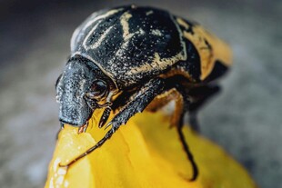 甲虫栖息于黄色物体上