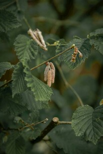 绿叶间的蚕茧