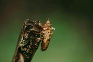 树枝上的神秘小昆虫
