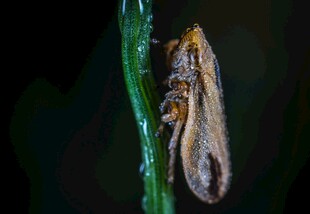 栖息于绿枝上的昆虫