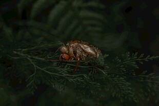 绿叶上的多彩甲虫