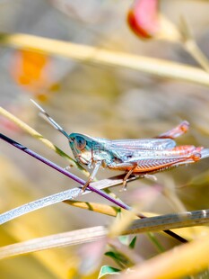 栖息于草茎上的多彩蜻蜓