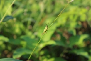 草丛中的细长草茎