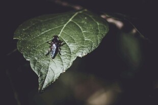 绿叶上的黑色小昆虫