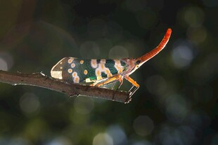 色彩斑斓的奇特昆虫