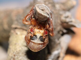 特写奇特姿态的神秘昆虫